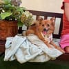 Maggy - junge Spitz-Dame mit Potenzial