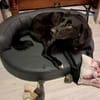Anton sucht ein Zuhause