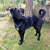 Anton sucht ein Zuhause