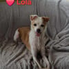 Lola - sucht ein ruhiges Plätzchen