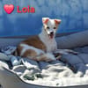 Lola - sucht ein ruhiges Plätzchen