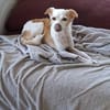 Lola - sucht ein ruhiges Plätzchen