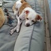 Lola - sucht ein ruhiges Plätzchen
