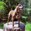 KENZO- LEBENSFREUDE AUF VIER PFOTEN