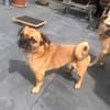 Mops-Mischling Olli