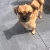 Mops-Mischling Olli