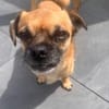 Mops-Mischling Olli