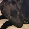 Tulipano 💙💙💙 Hundekind sucht Zuhause