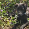 Tulipano 💙💙💙 Hundekind sucht Zuhause