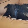 Tulipano 💙💙💙 Hundekind sucht Zuhause