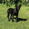 Tulipano 💙💙💙 Hundekind sucht Zuhause