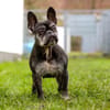 PAULA - sucht dringend HOSPIZ-PLATZ !!!