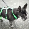 PAULA - sucht dringend HOSPIZ-PLATZ !!!