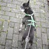 PAULA - sucht dringend HOSPIZ-PLATZ !!!