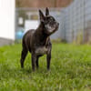 PAULA - sucht dringend HOSPIZ-PLATZ !!!