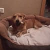 Verschmuste Lissy❤ sucht liebes Heim