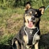 Herzensdieb Cap sucht ein Zuhause