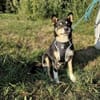 Herzensdieb Cap sucht ein Zuhause