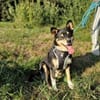 Herzensdieb Cap sucht ein Zuhause