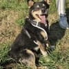 Herzensdieb Cap sucht ein Zuhause