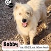 Lieber BOBBY sucht sein Körbchen