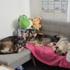 Shuri, lieb, anhänglich sucht dich