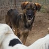 Liebenswürdiger NERO sucht Kuschelplatz