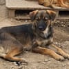 Liebenswürdiger NERO sucht Kuschelplatz