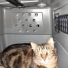 Lilo chatte adulte