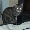 Lilo chatte adulte