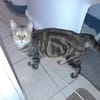 Lilo chatte adulte