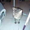 Lilo chatte adulte