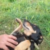 Bella2 eine treue Seele sucht Euch
