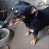 Bella2 eine treue Seele sucht Euch