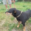 Bella2 eine treue Seele sucht Euch