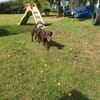 Mina💜💜💜 Für-immer-Zuhause gesucht