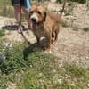 Elvira, Flausch auf vier Pfoten