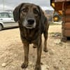 Schüchterner  Nacho sucht sein Zuhause