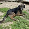 Schüchterner  Nacho sucht sein Zuhause