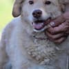 Diras - kinderlieber Familienhund
