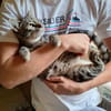 MaineCoone-Mix Babies suchen dich