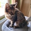 MaineCoone-Mix Babies suchen dich