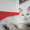 Kater Casper
