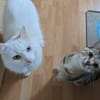 Kater Casper