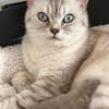 Jasmin Sanfte Britisch Kurzhaar Katze