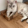 Jasmin Sanfte Britisch Kurzhaar Katze