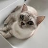 Jasmin Sanfte Britisch Kurzhaar Katze
