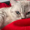 Jasmin Sanfte Britisch Kurzhaar Katze