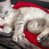 Jasmin Sanfte Britisch Kurzhaar Katze