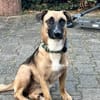 Kleine Lady sucht ihr Für-Immer-Körbchen